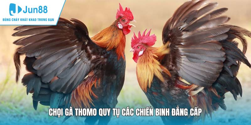 Chọi gà Thomo quy tụ các chiến binh đẳng cấp