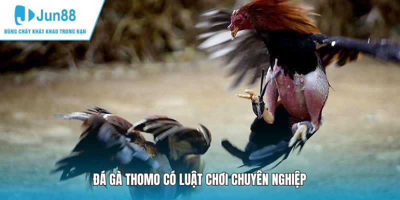 Đá gà Thomo có luật chơi chuyên nghiệp