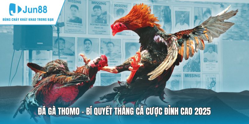 Đá Gà Thomo - Bí Quyết Thắng Cá Cược Đỉnh Cao 2025