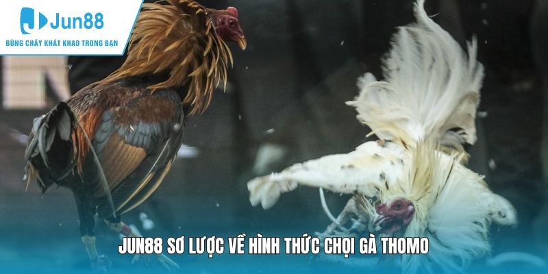 JUN88 sơ lược về hình thức chọi gà Thomo