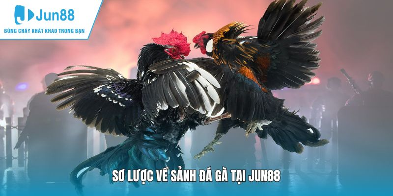 Sơ lược về sảnh đá gà tại JUN88